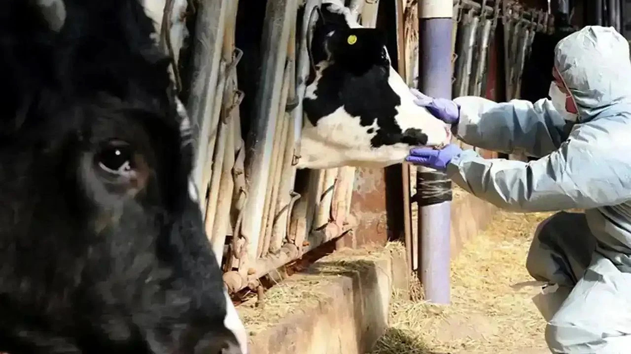 📌 Gaybular Köyü’nde Şap Hastalığı: Karantina Kararı