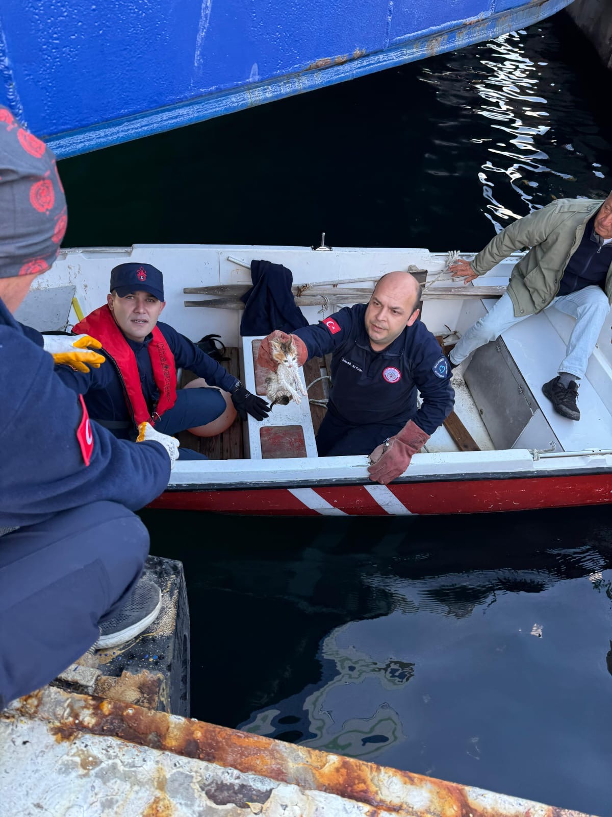 📍Erdek’te ekiplerden Kedi Kurtarma Operasyonu